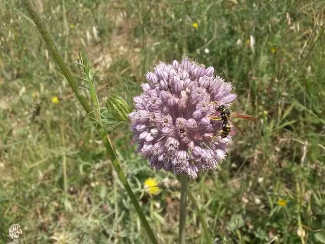 Polistes sp. (Vespidae)